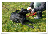 Hundetraining_Elisabeth Siegl